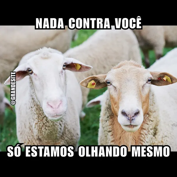 Duas ovelhas com etiquetas nas orelhas olham diretamente para a câmera, com texto sobreposto dizendo 'Nada contra você, só estamos olhando mesmo'. O fundo é um campo verde com outras ovelhas. Ideal para memes e humor.