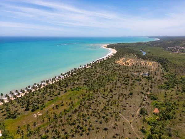 Vista Aérea de Praia com Coqueiros e Mar Azul