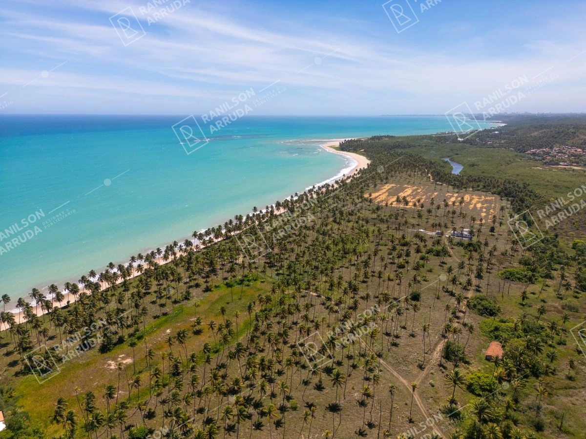 Vista Aérea de Praia com Coqueiros e Mar Azul